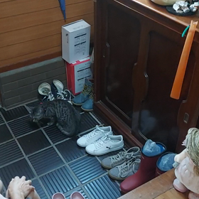 ビビりだから、うちのニャンず(=ﾟωﾟ=)にシャー！！の画像