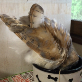 水浴びオンパレードの画像