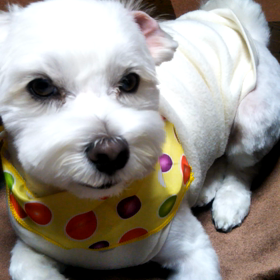 今日は愛犬の日の画像