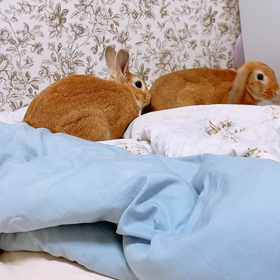 追いかけるぴょんたの画像