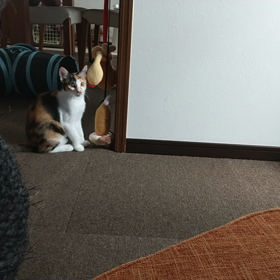 鳴きっぱなし new動画40 メロディ里親募集中  三毛の画像