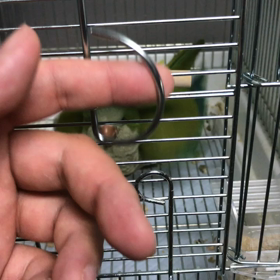オキナインコ 手乗り練習の画像