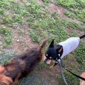 5月26日11わんこと1時間遠足  代々木公園の画像