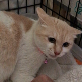 いつ産まれるの？の画像