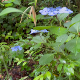 そこにイノシシの画像