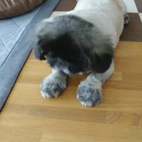 ボンちゃんと申しますの画像