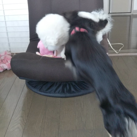 今日のはなちゃん692、モモちゃん644の画像