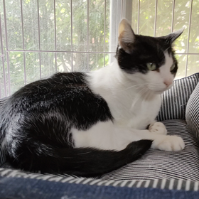 黙ってればハチは美人だよねの画像