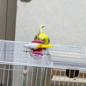 ピーちゃんの画像