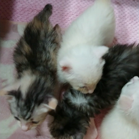 ”まだまだ猫バンバン！”の画像