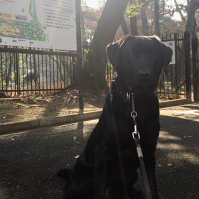 ラブラドールのチョコくん、群馬の森へ行く。の画像