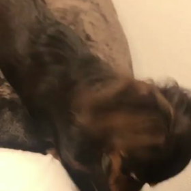 愛犬の奇妙な声の画像