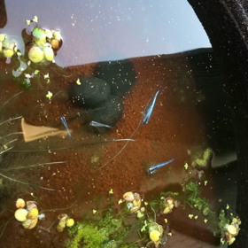 みゆきメダカの画像