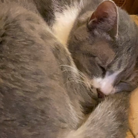 ふくの日常の画像