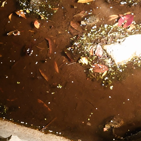 エサやりの画像