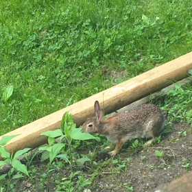 うさぎの食事の画像