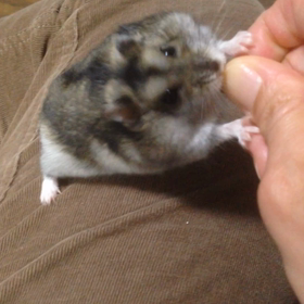 ストレスたまってますwの画像