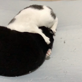 スロー喧嘩の画像