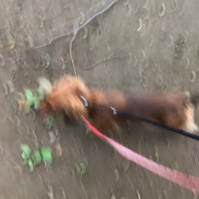 7月4日10わんこと2時間遠足　　代々木公園表参道の画像