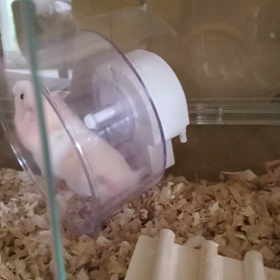 ぶちちゃんと回し車の画像