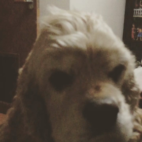 マロンちゃんのスゴ技   スロー編の画像