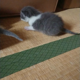 よちよち歩き☆の画像