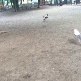 Yoyogi Parkの画像