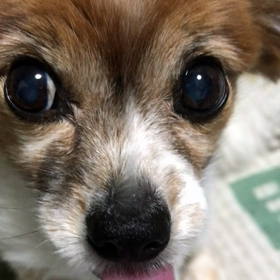 ながっ！の画像