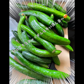 きゅうりの画像