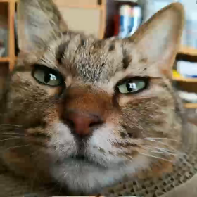 ガンバるカルカル♪の画像