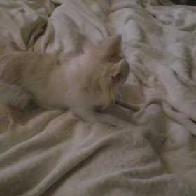 コアさん、四回目の病院への画像