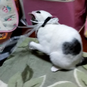 遊びたいの画像