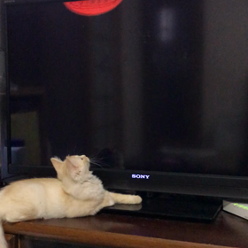 捕まえられないにゃん (≧∀≦)の画像