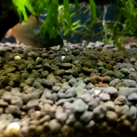 コンコロールの画像