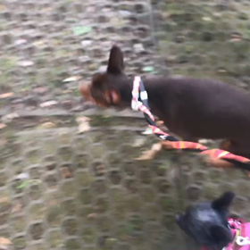 ♪お散歩動画♪代々木公園♪の画像