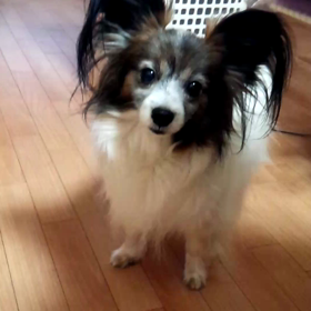 クーちゃんにイタズラの画像