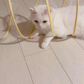 おもちゃの画像