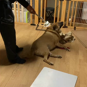 ブラシ気持ちーの画像