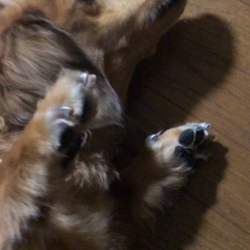 ウイルてんかん2度目動画の画像