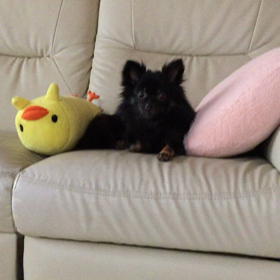 ペタッ ペッタンの画像