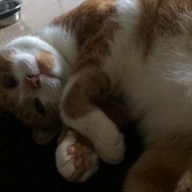 一緒にころーんの画像