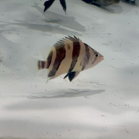 リアルバンド 販売魚！！の画像