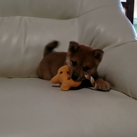 飼い主決まりました✩.*˚の画像