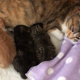 朝のシーツ交換終了！の画像