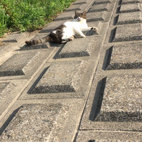 猫嫌いの人との目に見えない戦いの画像