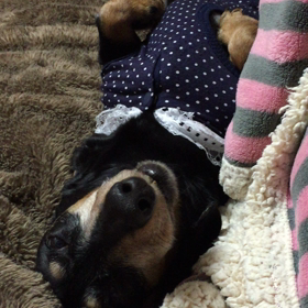 ヘソ天、3連発の画像