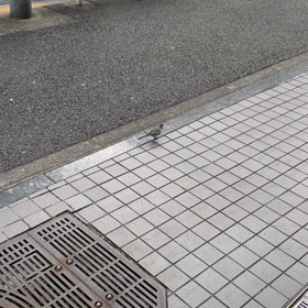ハクセキレイの画像