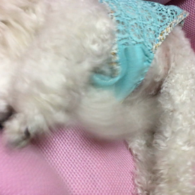 あん/2019の画像