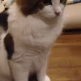 【動画】まいちゃんの匂いがわかるかな？？by 彼のママの画像