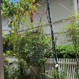 玄関先でぼーーっと。の画像